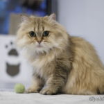 ファイヤーサンダー