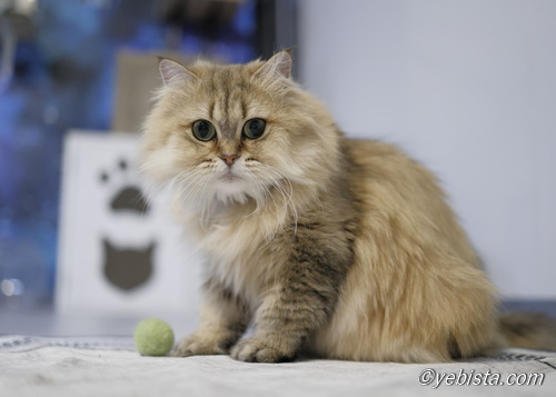 ファイヤーサンダー