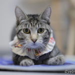 ミャーウチ会長