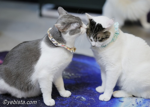 バーピー・ぽぽ