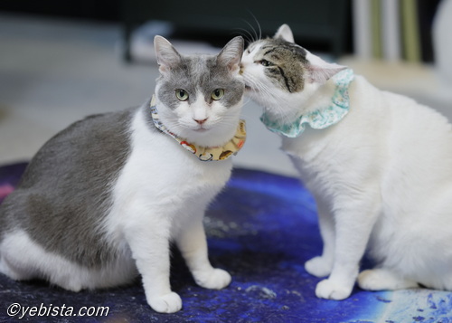 バーピー・ぽぽ