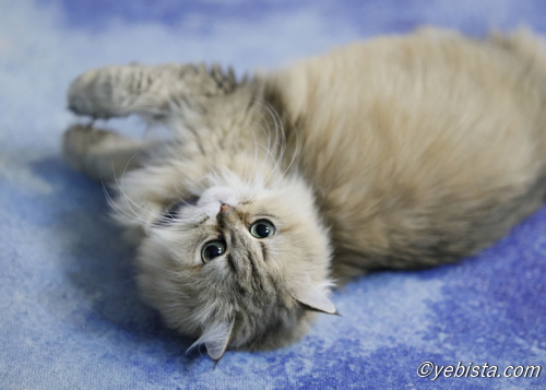 ファイヤーサンダー