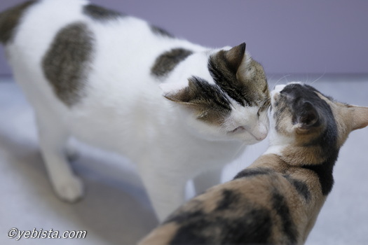 カラタチ・ちゅけ