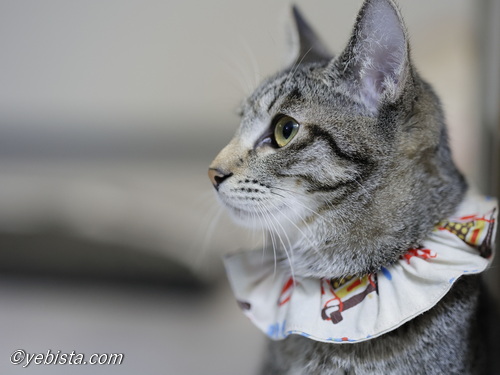 ミャーウチ会長