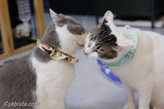 バーピー・ぽぽ