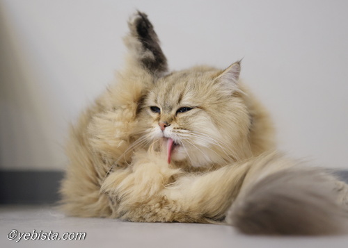 ファイヤーサンダー