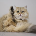 ファイヤーサンダー