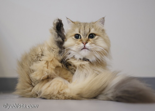 ファイヤーサンダー