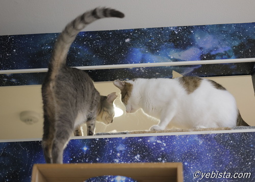 ギザ男・カラタチ