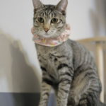 ミャーウチ会長