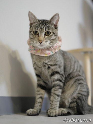 ミャーウチ会長