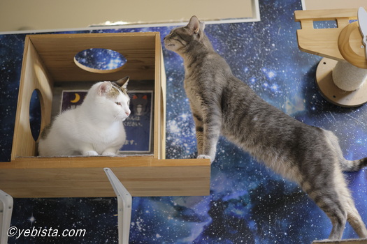 カラタチ・ギザ男