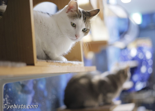 カラタチ・ギザ男