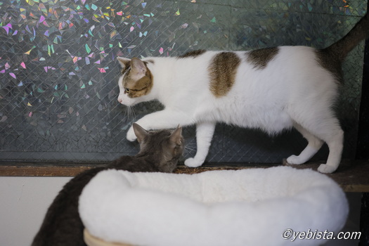 カラタチ・ギザ男