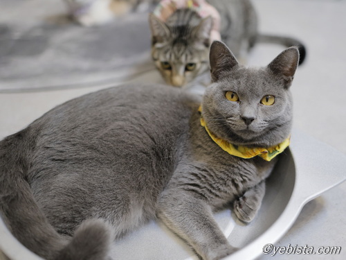 モン・ミャーウチ会長