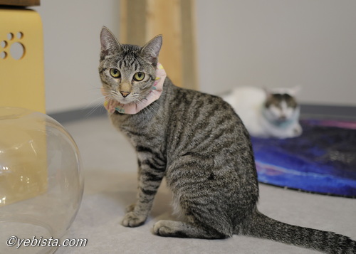 ミャーウチ会長