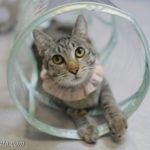 ミャーウチ会長