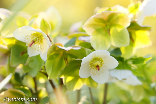 恵比寿ガーデンプレイス