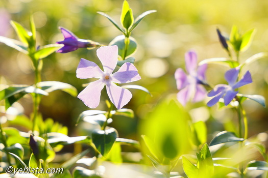 恵比寿ガーデンプレイス