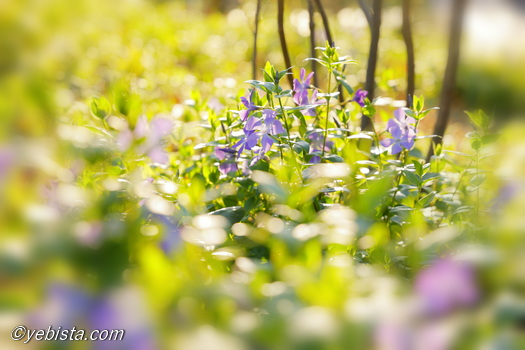 恵比寿ガーデンプレイス