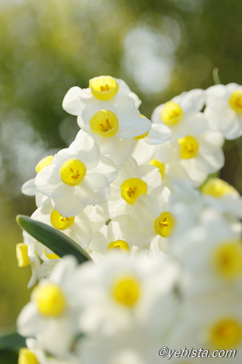 恵比寿ガーデンプレイス