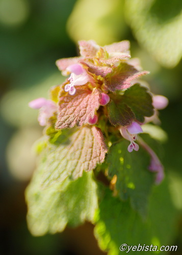 恵比寿ガーデンプレイス