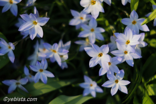 恵比寿ガーデンプレイス