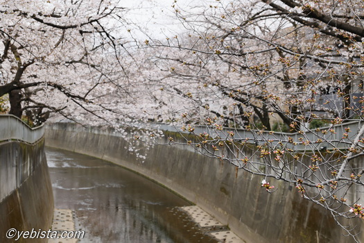 神田川桜