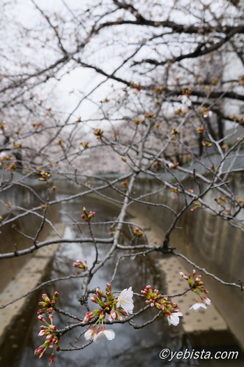 神田川桜