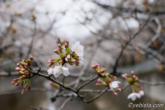 神田川桜