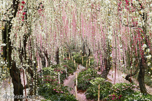 昇竜しだれ梅園