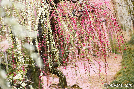 昇竜しだれ梅園