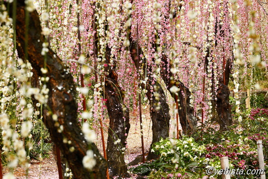 昇竜しだれ梅園
