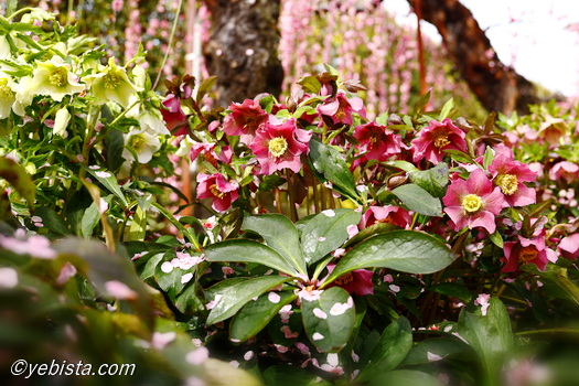 昇竜しだれ梅園