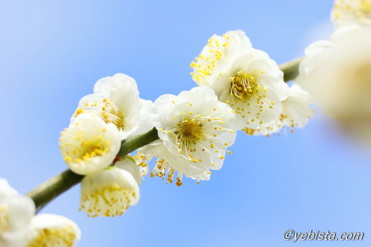 昇竜しだれ梅園