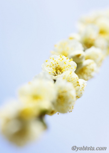 昇竜しだれ梅園