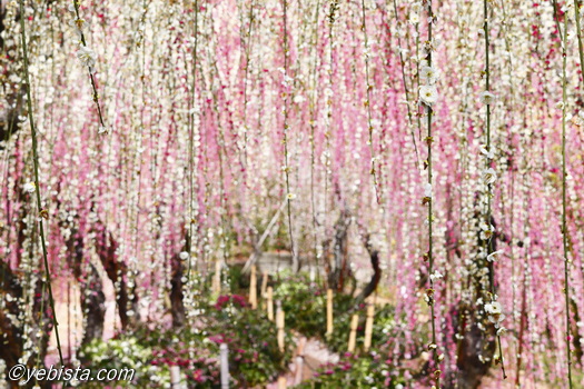 昇竜しだれ梅園