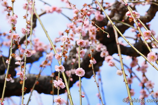 昇竜しだれ梅園