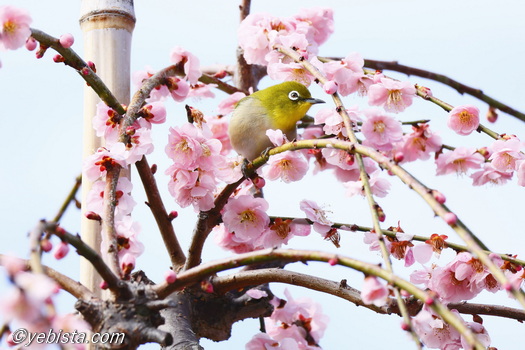 昇竜しだれ梅園