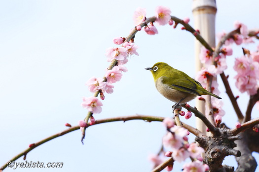 昇竜しだれ梅園