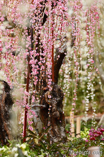 昇竜しだれ梅園