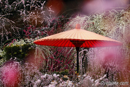 昇竜しだれ梅園