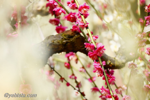 昇竜しだれ梅園