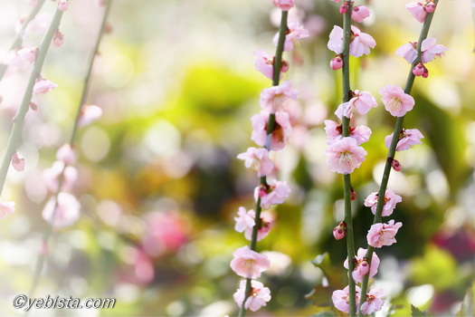昇竜しだれ梅園