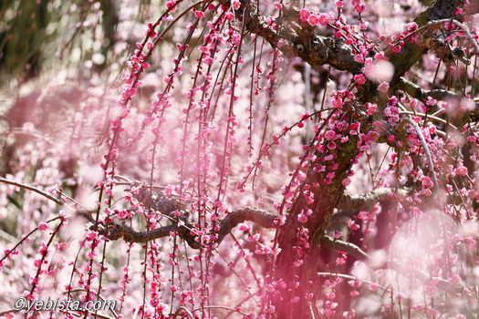 昇竜しだれ梅園