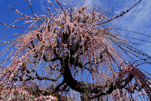 昇竜しだれ梅園