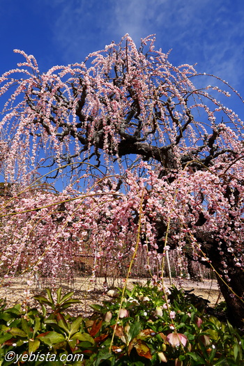 昇竜しだれ梅園