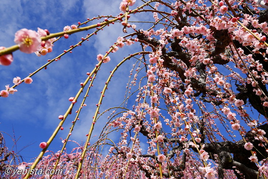 昇竜しだれ梅園