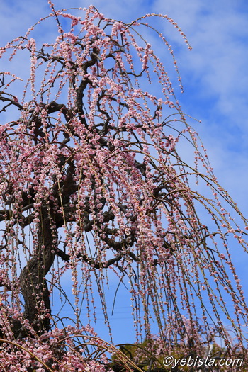 昇竜しだれ梅園