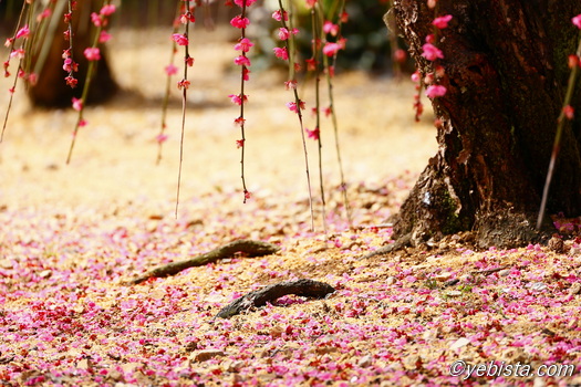 昇竜しだれ梅園